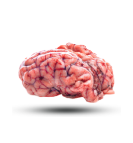 Brain