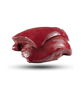 Liver